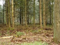 194-550, O, 2012-04-13, NL-G.de Heij, 52.940105 NB-5.974771 OL, Heerenveen