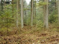 194-550, W, 2012-04-13, NL-G.de Heij, 52.940105 NB-5.974771 OL, Heerenveen
