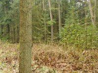 194-550, Z, 2012-04-13, NL-G.de Heij, 52.940105 NB-5.974771 OL, Heerenveen