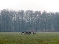 194-591, Extra1 N, 2009-02-04, NL-Hans Knijff, 53.309800 NB-5.982714 OL, Dongeradeel