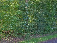 261-557,W,2011-10-14,NL,Martin B. Cuperus,52.993920NB-6.973450OL,Stadskanaal