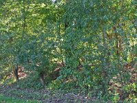 261-557,Z,2011-10-14,NL,Martin B. Cuperus,52.993920NB-6.973450OL,Stadskanaal