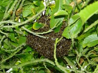 NL, Noord-Holland, Texel, Rommelpot 6, Saxifraga-Foto Fitis-Sytske Dijksen