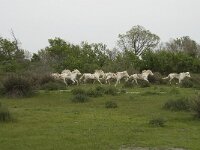 F, Bouches-du-Rhone, Arles, Domaine de la Pallisade 24, Saxifraga-Willem van Kruijsbergen