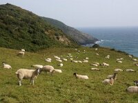 GB, Cornwall, Portloe, Nare Head 1, Saxifraga-Foto Fitis-Sytske Dijksen