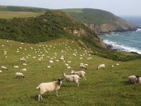 GB, Cornwall, Portloe, Nare Head 2, , Saxifraga-Foto Fitis-Sytske Dijksen