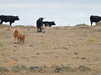 E, Caceres, Trujillo, CC-128 road to Caceres 11, Saxifraga-Tom Heijnen