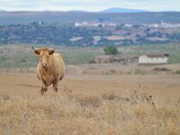 E, Caceres, Trujillo, CC-128 road to Caceres 13, Saxifraga-Tom Heijnen