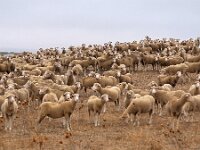 E, Caceres, Trujillo, CC-128 road to Caceres 6, Saxifraga-Tom Heijnen