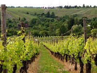 D, Baden-Wuerttemberg, Stuttgart, Collegium Wirtemberg 2, Saxifraga-Hans Dekker