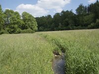 D, Nordrhein-Westfalen, Blankenheim, Alendorf, Lampertsbach 5, Saxifraga-Willem van Kruijsbergen