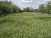 D, Nordrhein-Westfalen, Blankenheim, Ripsdorf, Kalksumpf 2, Saxifraga-Willem van Kruijsbergen