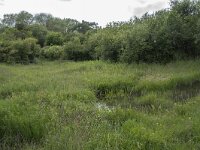 D, Nordrhein-Westfalen, Blankenheim, Ripsdorf, Kalksumpf 4, Saxifraga-Willem van Kruijsbergen