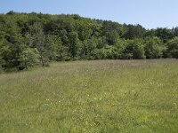 D, Rheinland-Pfalz, Gerolstein, Munterley 8, Saxifraga-Willem van Kruijsbergen