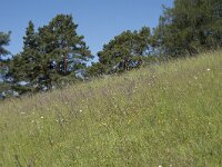 D, Rheinland-Pfalz, Prum, Schonecken 7, Saxifraga-Willem van Kruijsbergen