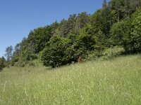 D, Rheinland-Pfalz, Prum, Schonecken 9, Saxifraga-Willem van Kruijsbergen