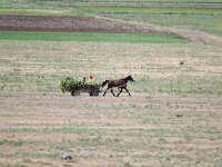 RO, Tulcea, Macin 1, Saxifraga-Bart Vastenhouw