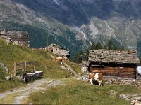 CH, Wallis, Saas-Grund, Trift 3, Saxifraga-Jan van der Straaten