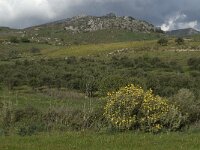 GR, Crete, Rethimnon, Agios Vasilios 2, Saxifraga-Jan van der Straaten