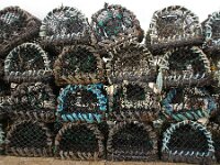 GB, Cornwall, St Ives 16, lobster, Saxifraga-Foto Fitis-Sytske Dijksen