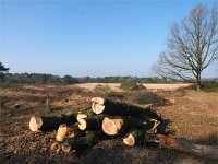 NL, Drenthe, Westerveld, Havelterberg 45, Saxifraga-Hans Dekker