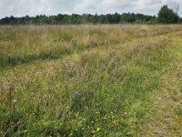 NL, Drenthe, Westerveld, Benderse Heide 1, Saxifraga-Hans Dekker