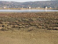 SI, Slovensko Primorje, Piran, Secovlje salina 4, Saxifraga-Iztok Skornik