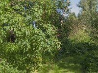 NL, Noord-Brabant, Altena, Polder Prik- en Schanswaard 20, Saxifraga-Jan van der Straaten