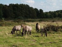D, Niedersachsen, Haseluenne, Haseluenner Kuhweide 2, Saxifraga-Hans Dekker