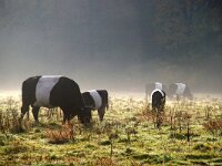NL, Utrecht, De Bilt, Houdringe 8, Saxifraga-Foto Fitis-Sytske Dijksen