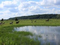 NL, Utrecht, Rhenen, Blauwe Kamer 15, Saxifraga-Hans Boll