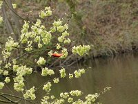 NL, Noord-Holland, Texel, fishhook Voordorpsedijk 1, Saxifraga-Foto Fitis-Sytske Dijksen