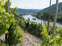 D, Rheiland-Pfalz, Cochem 9, Saxifraga-Foto Fitis-Sytske Dijksen