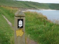 GB, Cornwall, Sennen, Sennen Cove-Pendeen 1, Saxifraga-Foto Fitis-Sytske Dijksen
