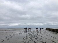Wadlopen