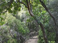 GR, Kentrikí Makedhonía, Aristotelis, Stageira 6, Saxifraga-Dirk Hilber