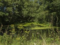 NL, Limburg, Horst aan de Maas, Driehonderd Bunders 1, Saxifraga-Marijke Verhagen