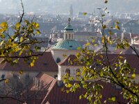 CZ, Praha, Praha, Prazsky Hrad 3, Saxifraga-Sytske Dijksen