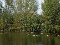 NL, Noord-Brabant, Aalburg, Pompveld 13, Saxifraga-Jan van der Straaten