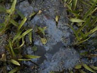 NL, Noord-Brabant, Aalburg, Pompveld 14, Saxifraga-Jan van der Straaten