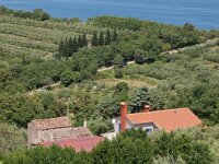 SLO, Obalnokraska, Piran, Strunjan 6, Saxifraga-Hans Dekker