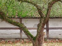 NL, Drenthe, Midden-Drenthe, Orvelte 13, Saxifraga-Hans Dekker