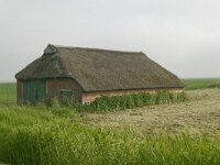 NL, Friesland, Dongeradeel, Anjum 3, Saxifraga-Hans Boll
