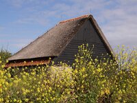 NL, Noord-Holland, Texel, Westerweg 2, Saxifraga-Foto Fitis-Sytske Dijksen