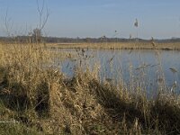 NL, Noord-Brabant, Valkenswaard, fishponds 24, Saxifraga-Jan van der Straaten