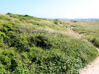GB, Cornwall, Padstow, SW Coastpath, Doyden Point 4, Saxifraga-Foto Fitis-Sytske Dijksen
