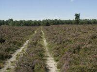NL, Drenthe, Westerveld, Doldersummerveld 1, Saxifraga-Willem van Kruijsbergen