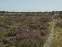 NL, Drenthe, Westerveld, Doldersummerveld 6, Saxifraga-Willem van Kruijsbergen