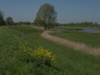 NL, Noord-Brabant, Altena, Merwededijk 6, Saxifraga-Jan van der Straaten