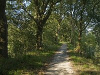 NL, Noord-Brabant, Sint-Michielsgestel, Keerdijk Den Dungen 6, Saxifraga-Jan van der Straaten